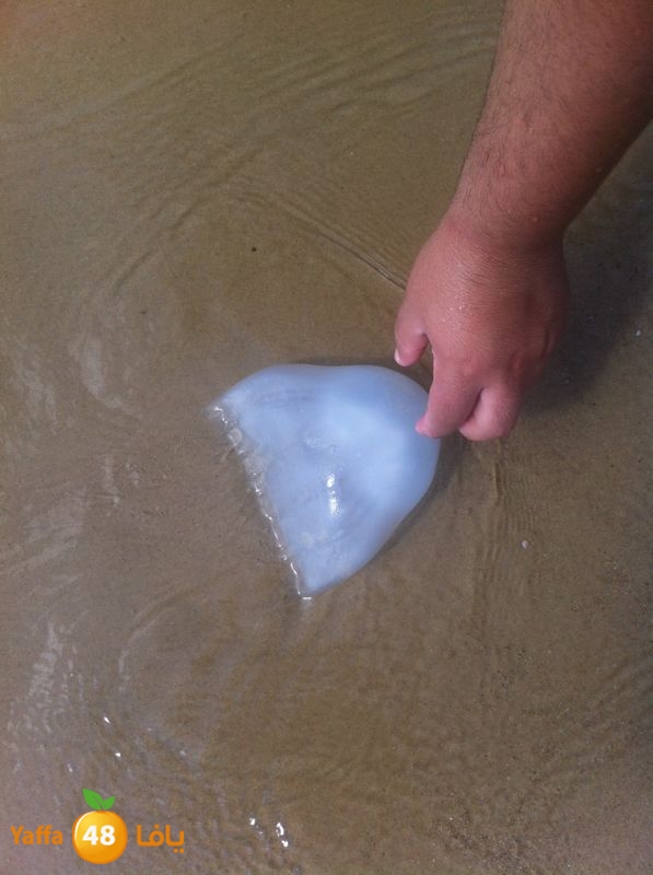 qandeel el ba7r629 (2).jpg